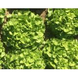 Jungpflanzen Eichblattsalat (Auslieferung ab 01.05.2026)