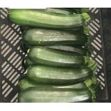 Jungpflanzen Zucchini grün (Auslieferung ab 01.05.2026)