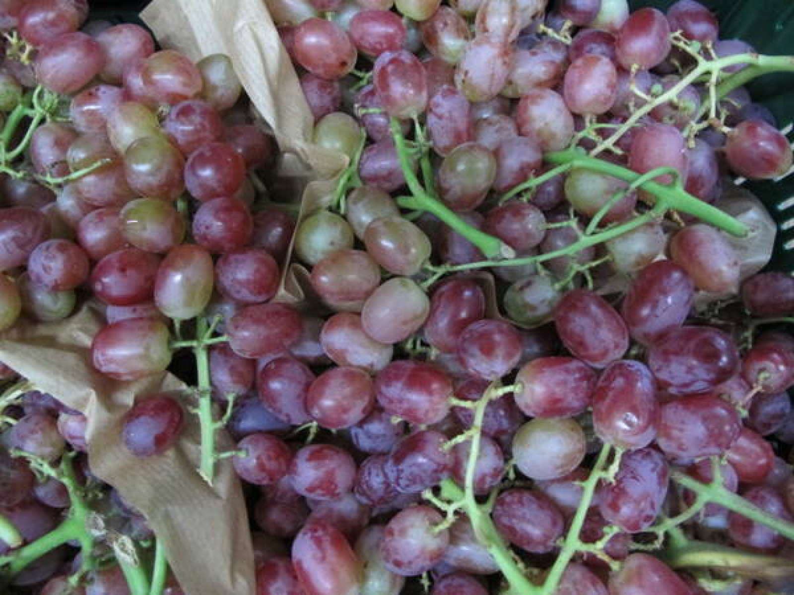 Traube Crimson kernlos HKII
