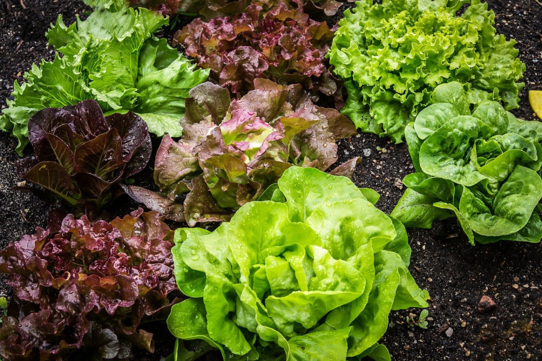 Salat versch. Sorten
