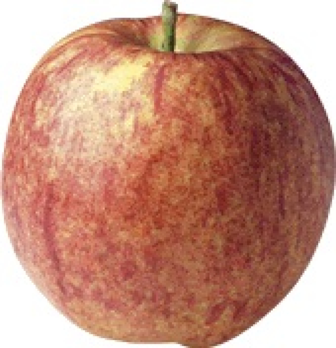 Apfel Santana