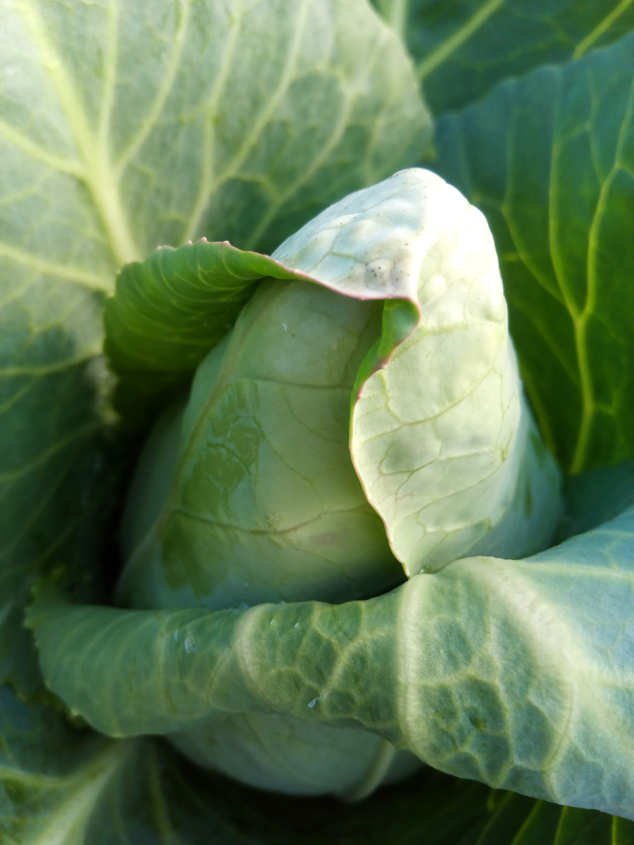 Spitzkohl aus eigenem Bio-Anbau