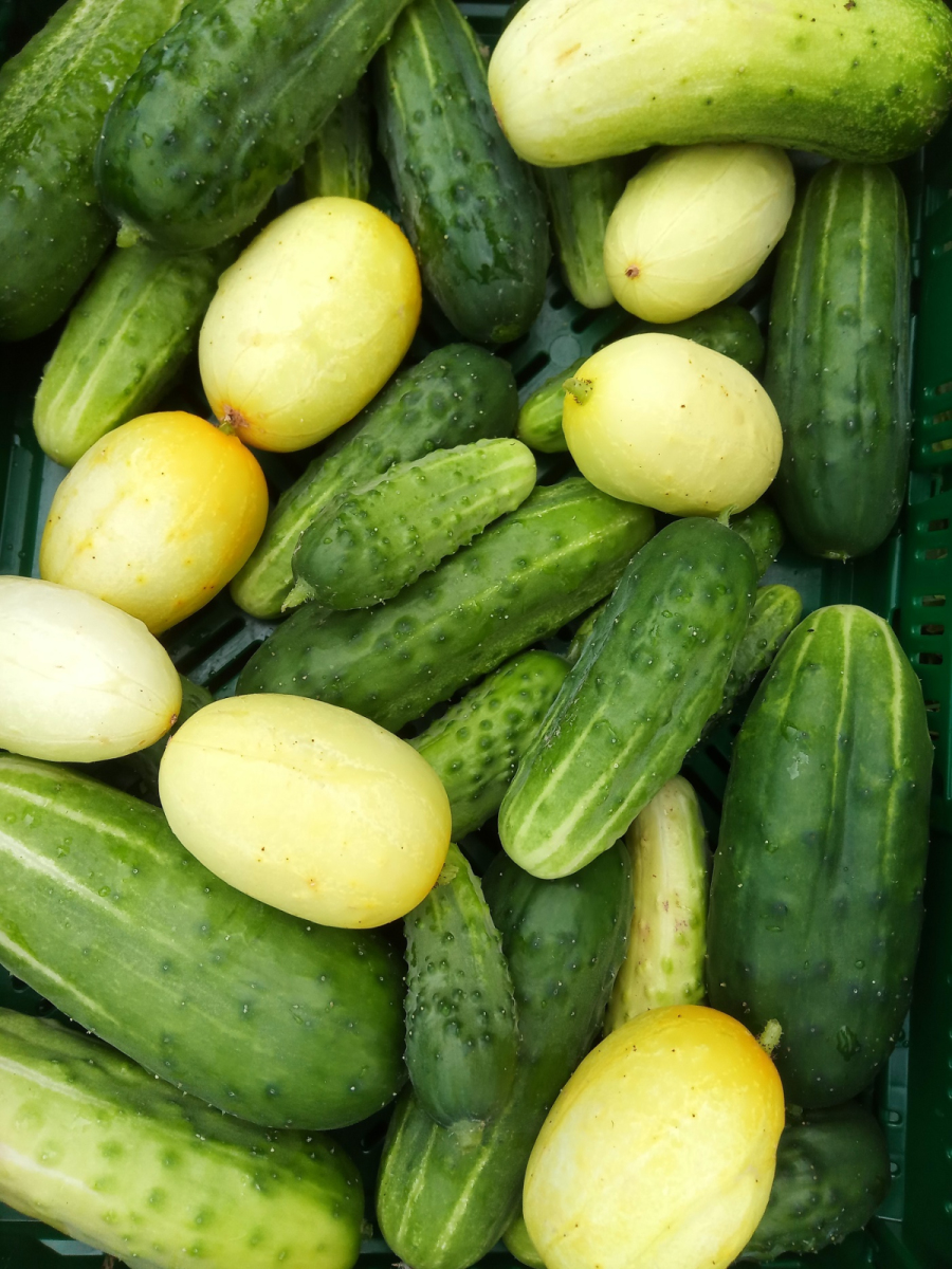 Snack Einlegegurke aus eigenem Bio-Anbau