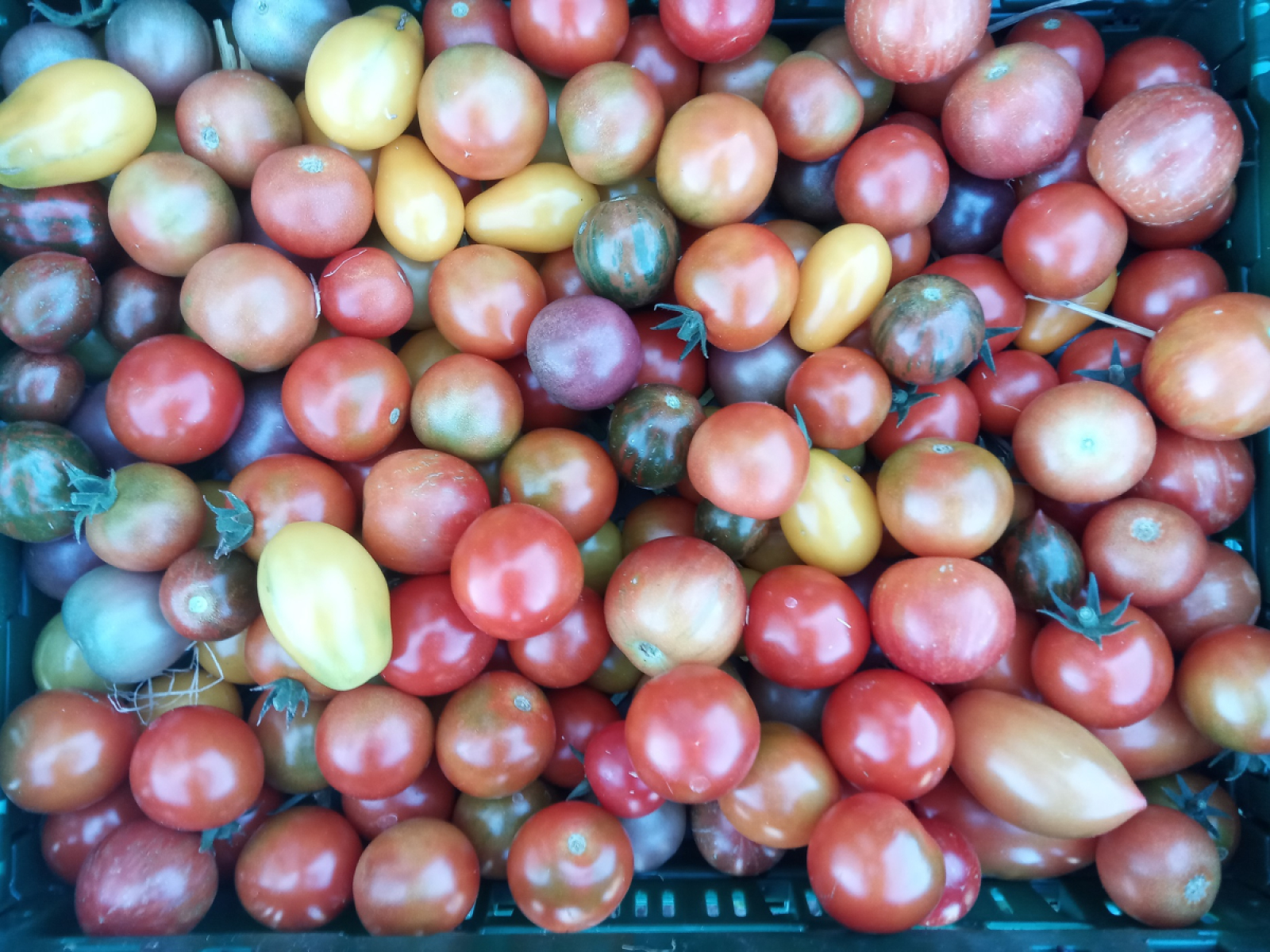 Cocktailtomate aus eigenem Bio-Anbau