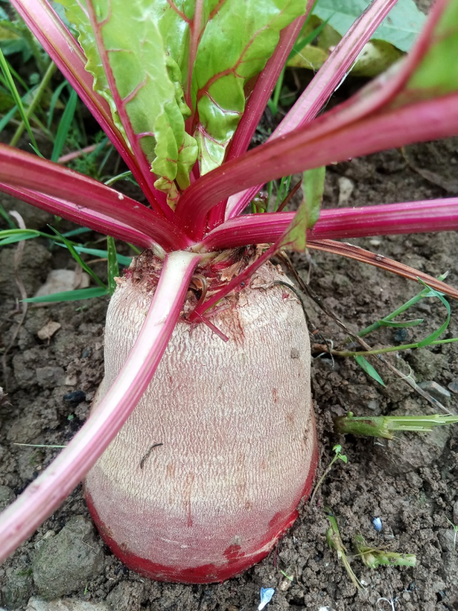 Rote Bete aus eigenem Bio-Anbau