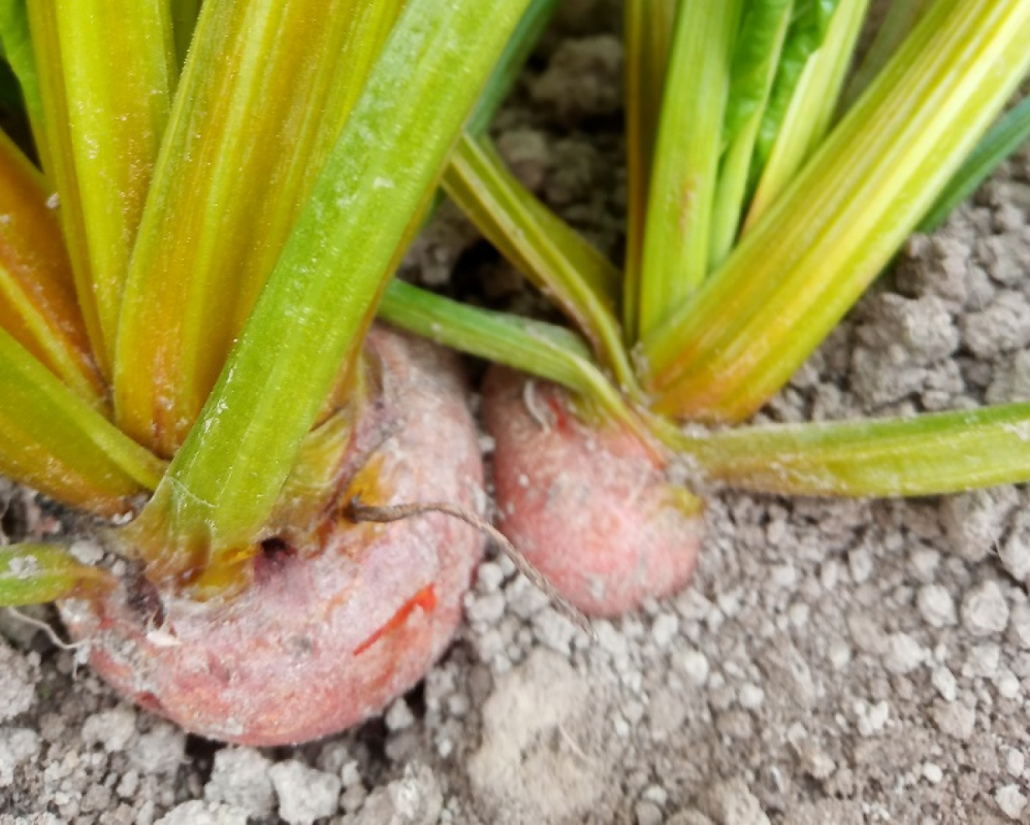 Gelbe Bete aus eigenem Bio-Anbau