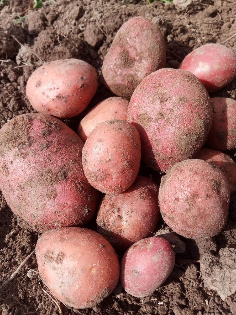 Frühkartoffel aus eigenem Bio-Anbau, Heiderot