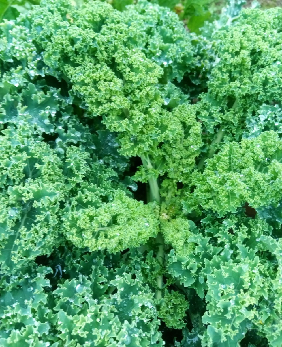 Grünkohl grün aus eigenem Bio-Anbau