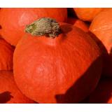 Jungpflanzen Kürbis Hokkaido (Auslieferung ab 01.05.2026)