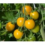 Jungpflanzen Cherry-Tomaten Sunviva gelb (Auslieferung ab 01.05.2026)