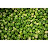 Rosenkohl aus eigenem Bio-Anbau