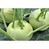 Kohlrabi