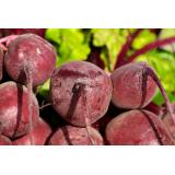 Rote Bete aus eigenem Bio-Anbau