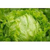 Eisbergsalat aus eigenem Bio-Anbau