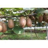 Kiwi Gold
