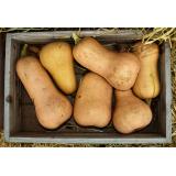 Butternut Kürbis aus eigenem Bio-Anbau