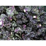 Kohlröschen Flower Sprouts aus eigenem Bio-Anbau