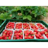 Erdbeeren 500g aus eigenem Bio-Anbau