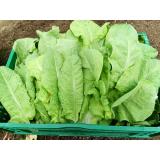 Spargelsalat Blätter aus eigenem Bio-Anbau