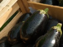 Aubergine