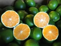 Satsuma