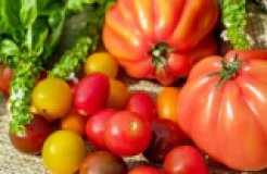 Tomaten Mix 1 kg aus eigenem Bio-Anbau