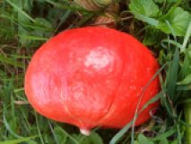 Hokkaido Kürbis aus eigenem Bio-Anbau