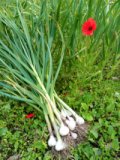 Knoblauch aus eigenem Bio-Anbau