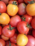 Tomate normalfrüchtig aus eigenem Bio-Anbau