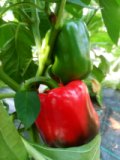 Paprika rot aus eigenem Bio-Anbau