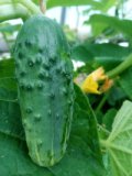 Landgurke aus eigenem Bio-Anbau