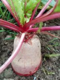 Rote Bete aus eigenem Bio-Anbau