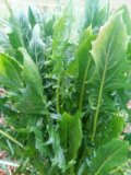 Löwenzahnsalat aus eigenem Bio-Anbau
