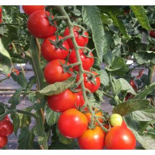 Jungpflanzen Cherry-Tomaten rot/rund (Auslieferung ab 01.05.2026)