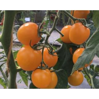 Jungpflanzen Tomaten gelb rund (Auslieferung ab 01.05.2026)