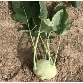 Jungpflanzen Kohlrabi (Auslieferung ab 01.05.2026)