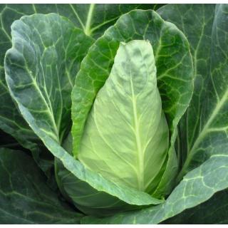 Jungpflanzen Spitzkohl (Auslieferung ab 01.05.2026)