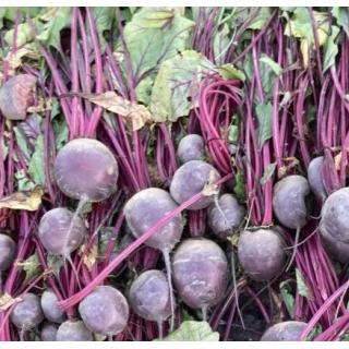 Jungpflanzen Rote Bete (Auslieferung ab 01.05.2026)