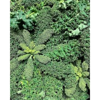 Grünkohl aus eigenem Bio-Anbau