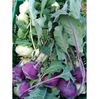 Kohlrabi aus eigenem Bio-Anbau