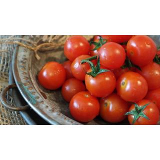 Tomaten aus eigenem Bio-Anbau