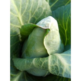Spitzkohl aus eigenem Bio-Anbau