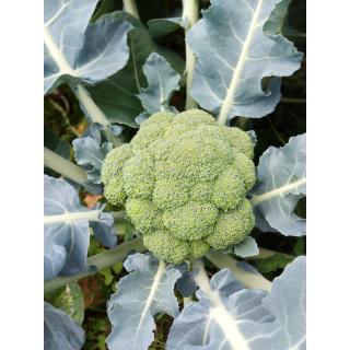 Broccoli aus eigenem Bio-Anbau