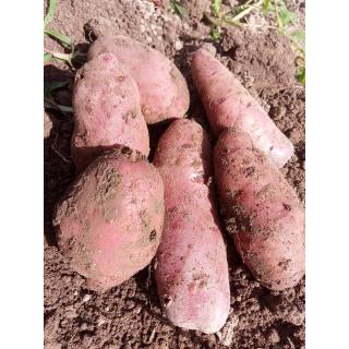 Kartoffeln aus eigenem Bio- Anbau, rotschalige Laura