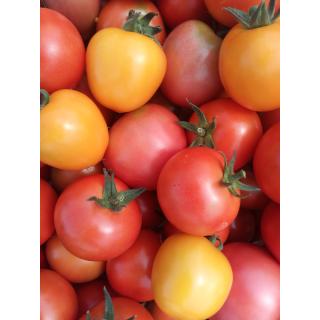 Tomate normalfrüchtig aus eigenem Bio-Anbau