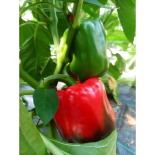 Paprika rot aus eigenem Bio-Anbau