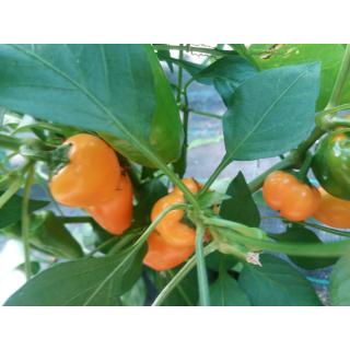 Snackpaprika aus eigenem Bio-Anbau