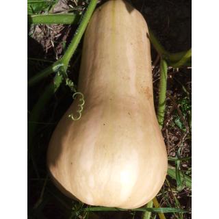 Kürbis Butternut aus eigenem Bio-Anbau