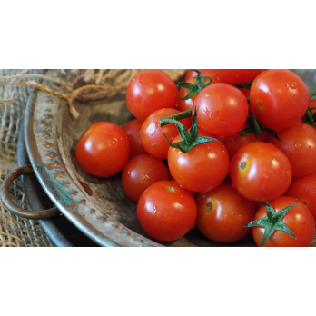 Tomaten aus eigenem Bio-Anbau  - Saisonstart -