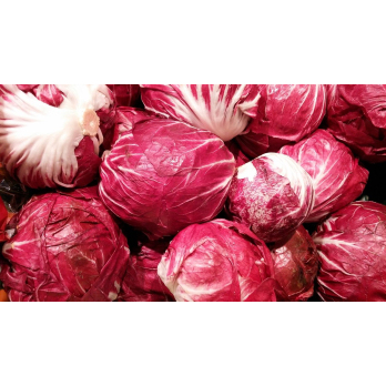 Radicchio